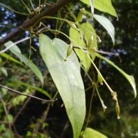 Dioscorea trimenii Prain & Burkill